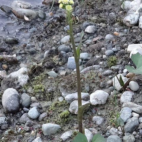 Petasites radiatus unspecified picture