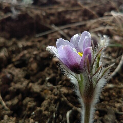 Pulsatilla unspecified picture