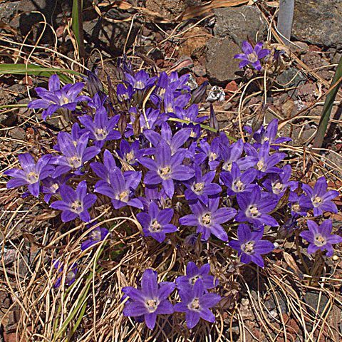 Brodiaea minor unspecified picture