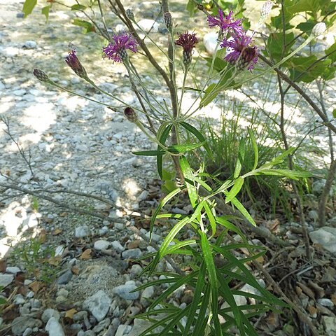 Vernonia lindheimeri unspecified picture