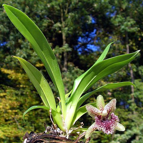 Kefersteinia tolimensis unspecified picture