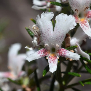 Westringia angustifolia unspecified picture