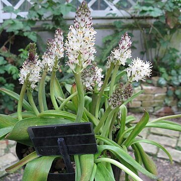 Lachenalia moniliformis unspecified picture