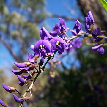 Hardenbergia unspecified picture