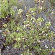 Arctostaphylos myrtifolia unspecified picture