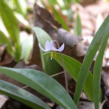 Erythronium propullans unspecified picture