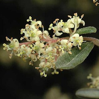 Pomaderris angustifolia unspecified picture