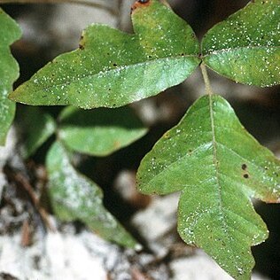 Toxicodendron pubescens unspecified picture