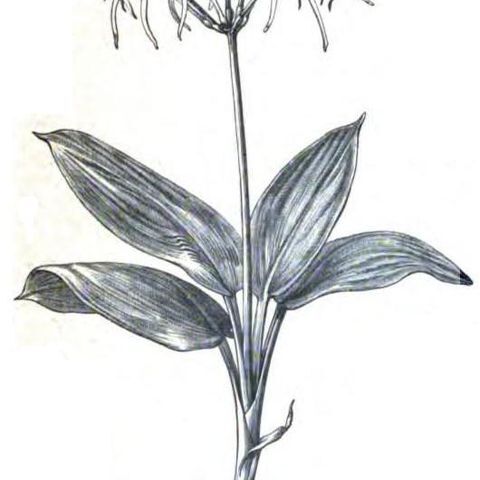 Hymenocallis cordifolia unspecified picture