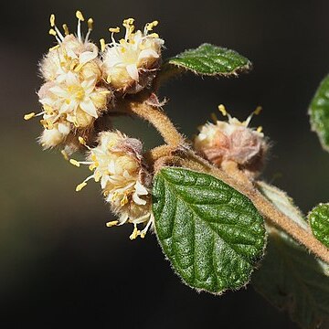 Pomaderris prunifolia unspecified picture