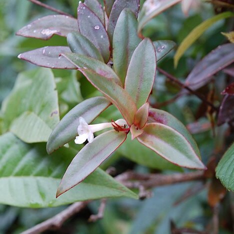 Codonanthe crassifolia unspecified picture