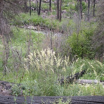 Calamagrostis rubescens unspecified picture