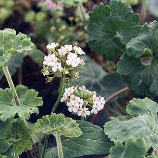 Androsace rotundifolia unspecified picture