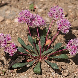 Cistanthe monosperma unspecified picture