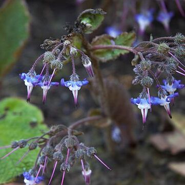 Trachystemon unspecified picture