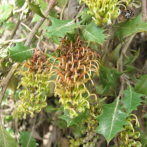 Grevillea bedggoodiana unspecified picture