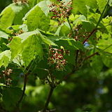 Acer pseudosieboldianum unspecified picture