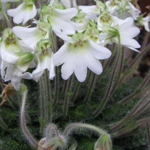 Petrocosmea unspecified picture