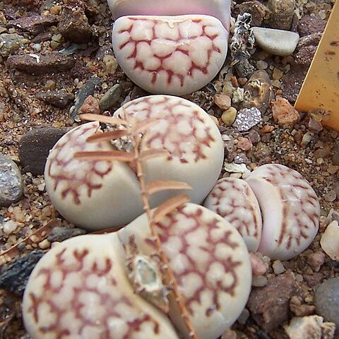 Lithops karasmontana unspecified picture