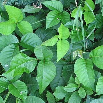 Toxicodendron unspecified picture