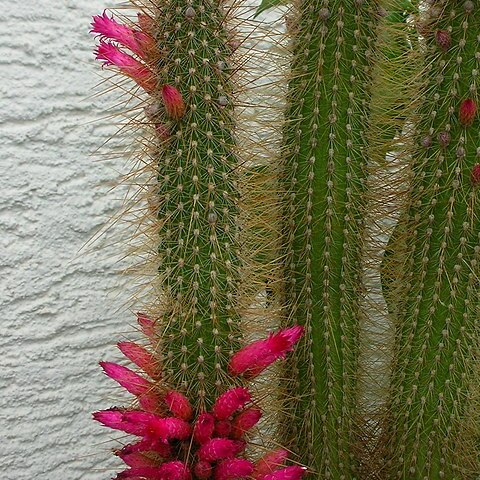 Cleistocactus hildegardiae unspecified picture