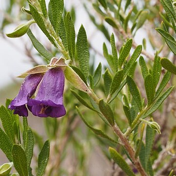 Eremophila occidens unspecified picture