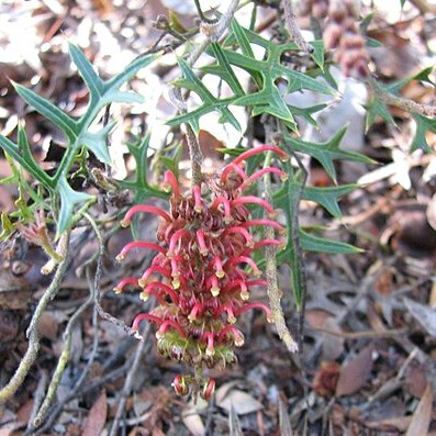 Grevillea microstegia unspecified picture