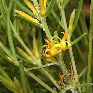 Persoonia curvifolia unspecified picture