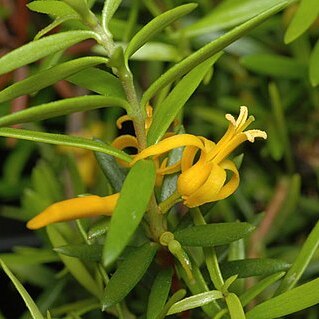 Persoonia recedens unspecified picture