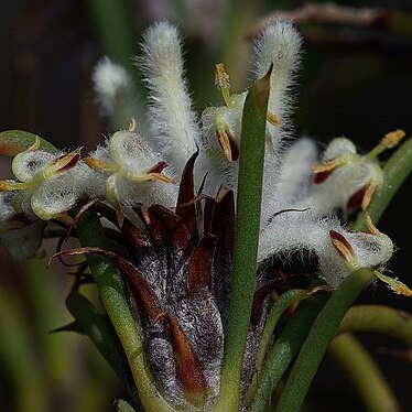 Petrophile antecedens unspecified picture