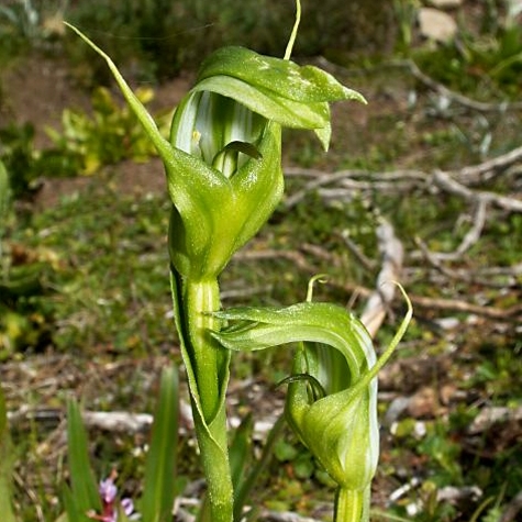 Pterostylis monticola unspecified picture