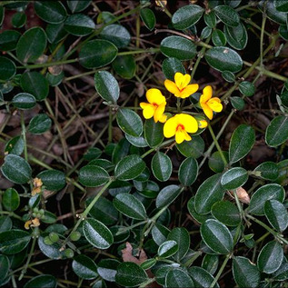 Podolobium scandens unspecified picture