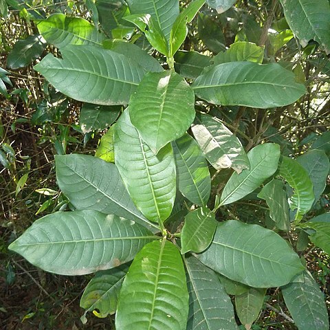 Psychotria zombamontana unspecified picture