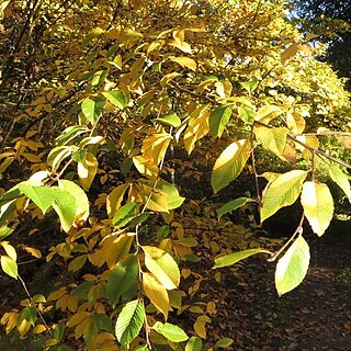 Sorbus meliosmifolia unspecified picture