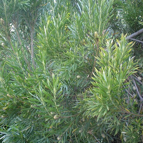 Leucadendron meridianum unspecified picture