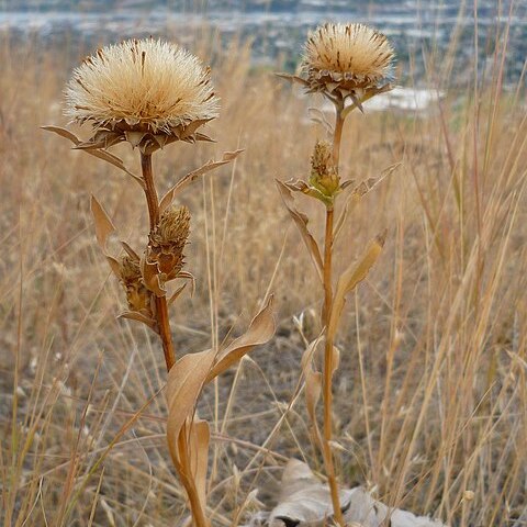 Pyrrocoma carthamoides unspecified picture