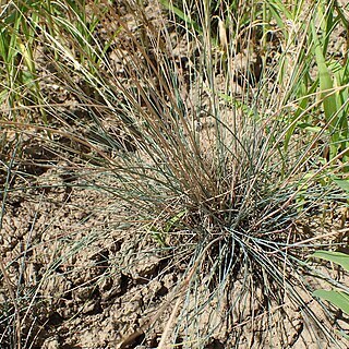 Festuca psammophila unspecified picture