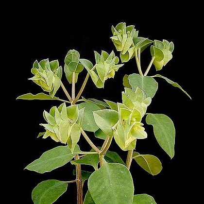 Euphorbia psammophila unspecified picture