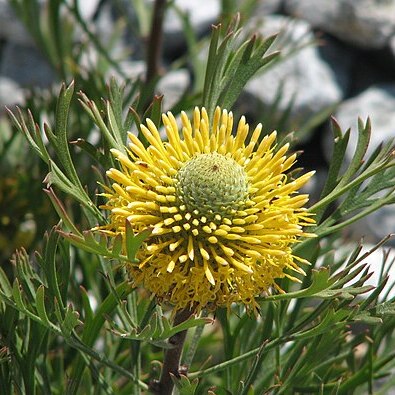 Isopogon anemonifolius unspecified picture