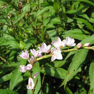 Polygonum japonicum var. conspicuum unspecified picture