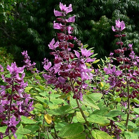 Syncolostemon obermeyerae unspecified picture