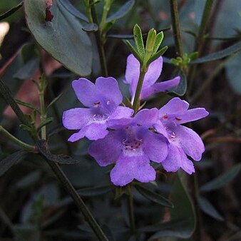 Westringia crassifolia unspecified picture