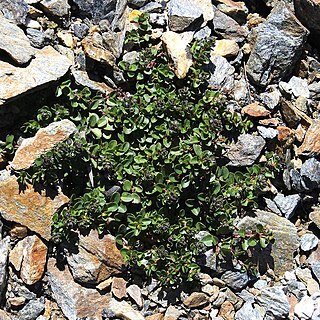 Veronica telephiifolia unspecified picture