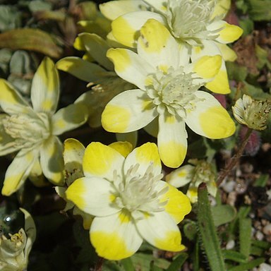 Platystemon californicus unspecified picture