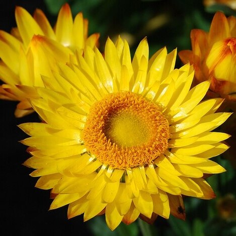 Xerochrysum bicolor unspecified picture