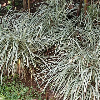 Ophiopogon intermedius unspecified picture