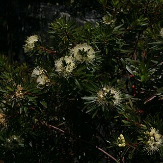 Xanthostemon verticillatus unspecified picture