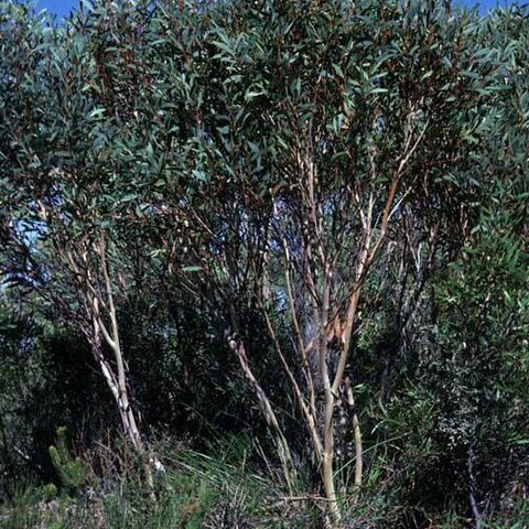 Eucalyptus erectifolia unspecified picture