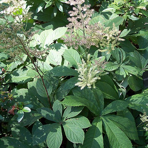 Rodgersia aesculifolia unspecified picture