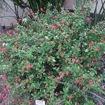 Euphorbia milii var. splendens unspecified picture